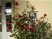 37d3caae-Picture 5388.jpg